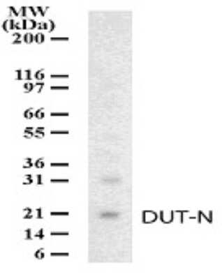 DUT Antibody in Western Blot (WB)