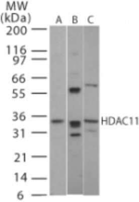 HDAC11 Antibody in Western Blot (WB)