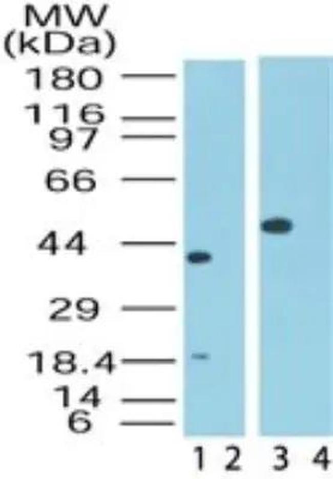 MAPKAP1 Antibody in Western Blot (WB)