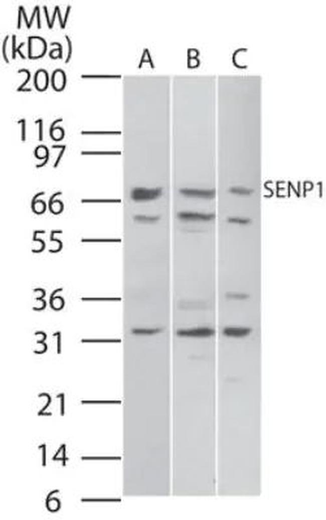 SENP1 Antibody in Western Blot (WB)
