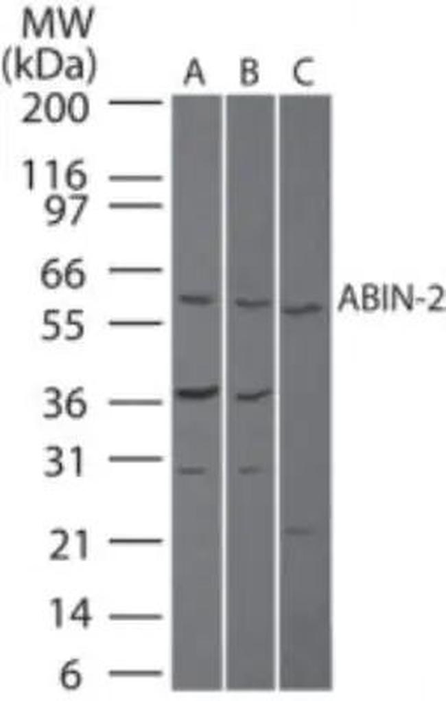 TNIP2 Antibody in Western Blot (WB)