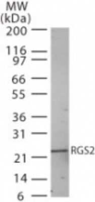 RGS2 Antibody in Western Blot (WB)
