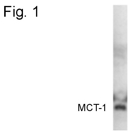 MCT1 Antibody in Western Blot (WB)