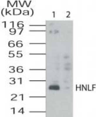 TMED4 Antibody in Western Blot (WB)