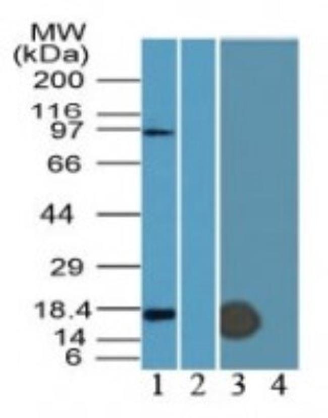 IFITM3 Antibody in Western Blot (WB)