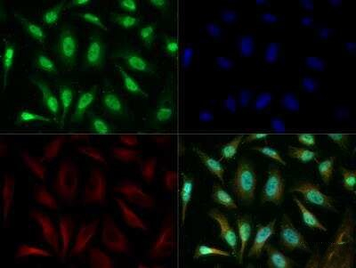 RAP1 Antibody in Immunocytochemistry (ICC/IF)