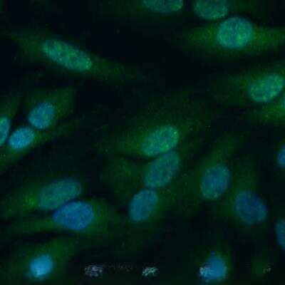Raptor Antibody in Immunocytochemistry (ICC/IF)