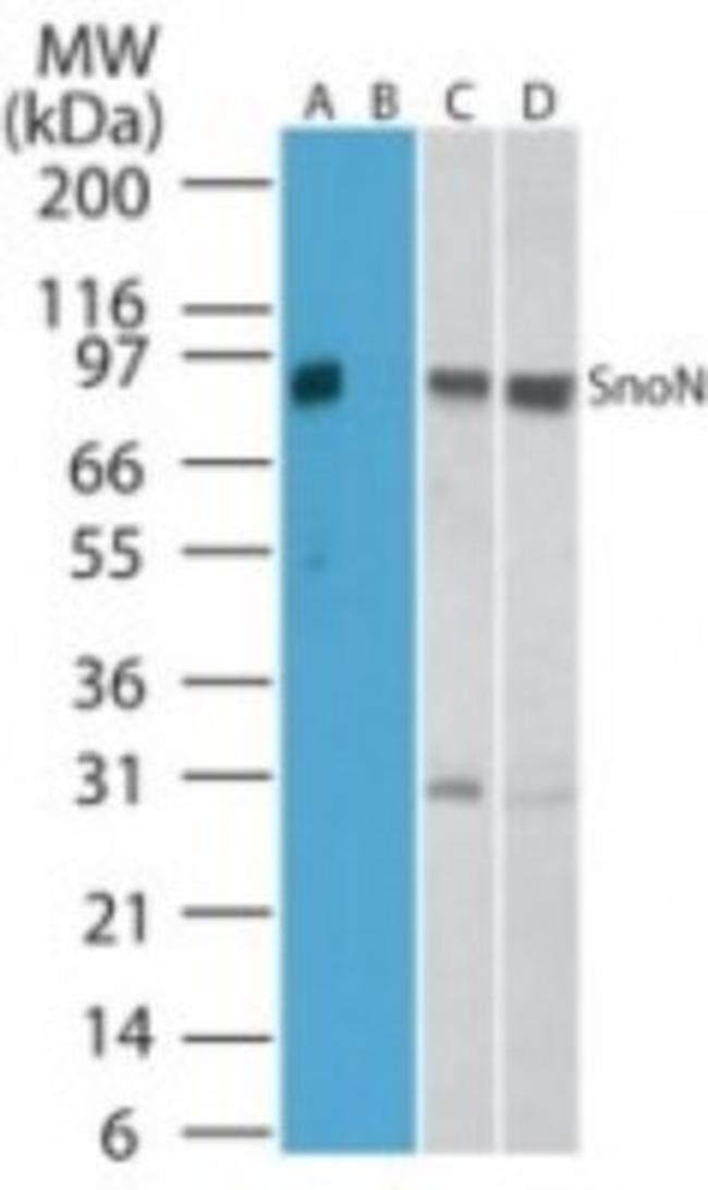 SnoN Antibody in Western Blot (WB)
