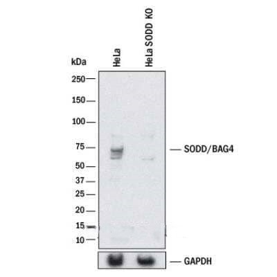 BAG4 Antibody in Western Blot (WB)