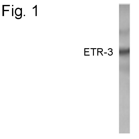 CUG-BP2 Antibody in Western Blot (WB)