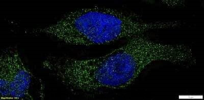 STAT1 Antibody in Immunocytochemistry (ICC/IF)