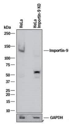 Importin 9 Antibody in Western Blot (WB)