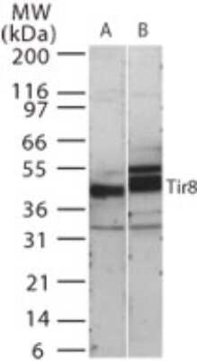 SIGIRR Antibody in Western Blot (WB)