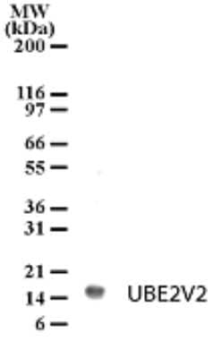 UBE2V2 Antibody in Western Blot (WB)