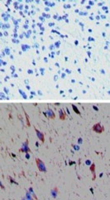 TAAR1 Antibody in Immunohistochemistry (Paraffin) (IHC (P))