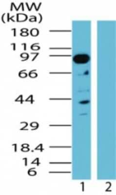 TAB3 Antibody in Western Blot (WB)