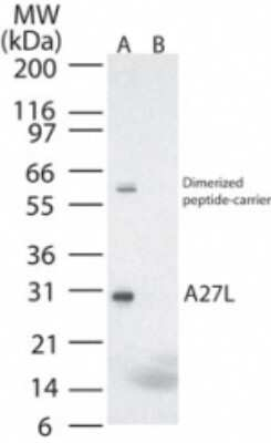 Smallpox Virus A27L Antibody in Western Blot (WB)