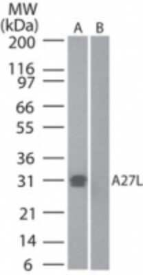 Smallpox Virus A27L Antibody in Western Blot (WB)