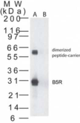 Smallpox Virus B5R Antibody in Western Blot (WB)