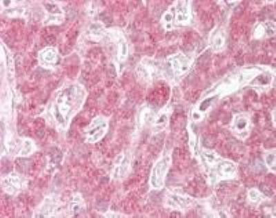 MAPKAP1 Antibody in Immunohistochemistry (Paraffin) (IHC (P))