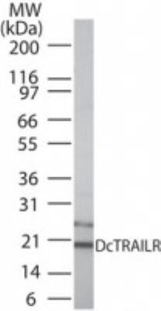 TRAIL-R3 (CD263) Antibody in Western Blot (WB)