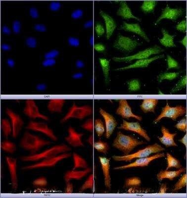 BCLAF1 Antibody in Immunocytochemistry (ICC/IF)
