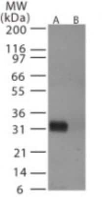 Influenza A H6N1 HA Antibody in Western Blot (WB)