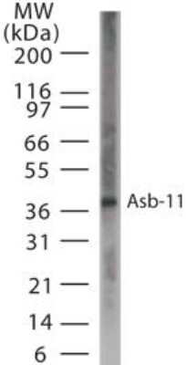 ASB11 Antibody in Western Blot (WB)