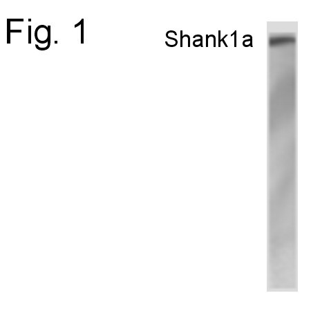 SHANK1 Antibody in Western Blot (WB)