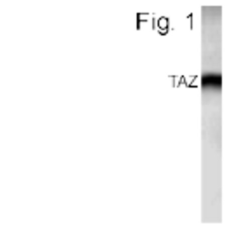 WWTR1 Antibody in Western Blot (WB)