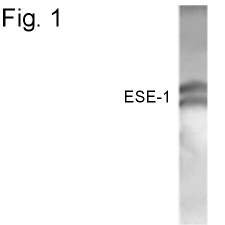 ELF3 Antibody in Western Blot (WB)