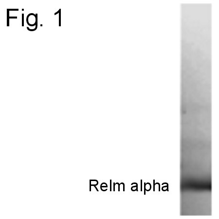 RELM alpha Antibody in Western Blot (WB)