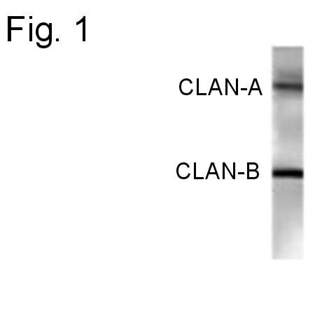 NLRC4 Antibody in Western Blot (WB)