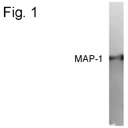 MAP1 Antibody in Western Blot (WB)