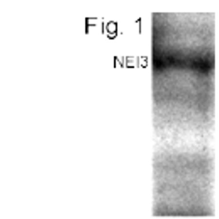 NEIL3 Antibody in Western Blot (WB)