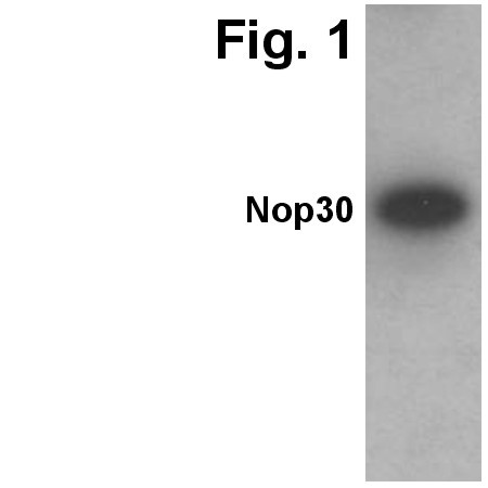 ARC Antibody in Western Blot (WB)