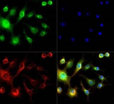Spectrin beta-3 Antibody in Immunocytochemistry (ICC/IF)