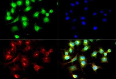 CIC Antibody in Immunocytochemistry (ICC/IF)