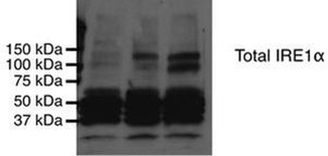 IRE1 alpha Antibody in Western Blot (WB)