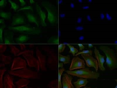 AHR Antibody in Immunocytochemistry (ICC/IF)