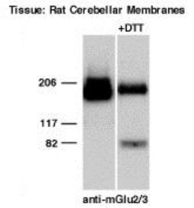 mGluR2/mGluR3 Antibody in Western Blot (WB)