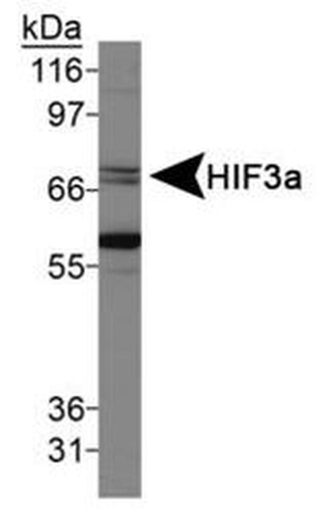 HIF3A Antibody in Western Blot (WB)