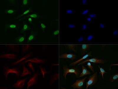 BMAL1 Antibody in Immunocytochemistry (ICC/IF)
