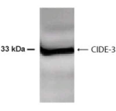 CIDEC Antibody in Western Blot (WB)