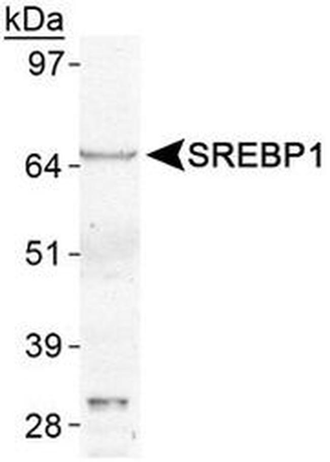 SREBP1 Antibody in Western Blot (WB)