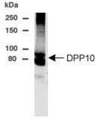 DPP10 Antibody in Western Blot (WB)