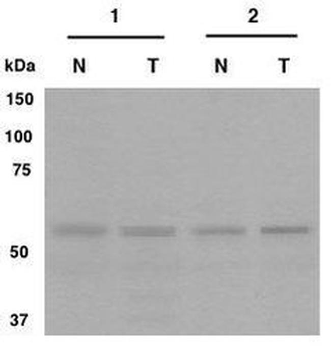 CRG-L2 Antibody in Western Blot (WB)