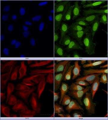 PODXL Antibody in Immunocytochemistry (ICC/IF)