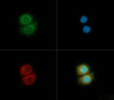 TOM70 Antibody in Immunocytochemistry (ICC/IF)