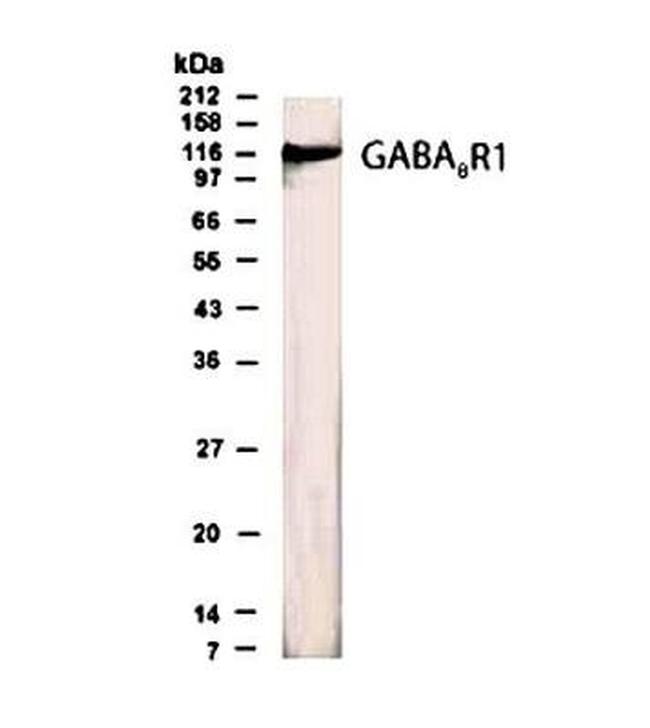 GABBR1 Antibody in Western Blot (WB)